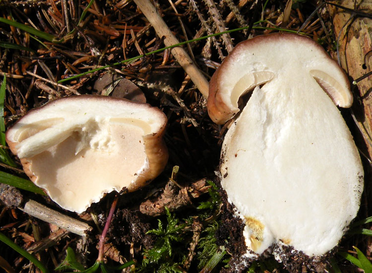 Tutti Boletus edulis?